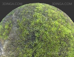 تکسچر صخره خز گرفته