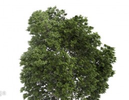 درخت پهن برگ