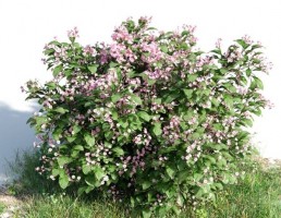 بوته Catharantus rosea