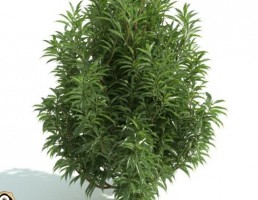 درخت پرچین