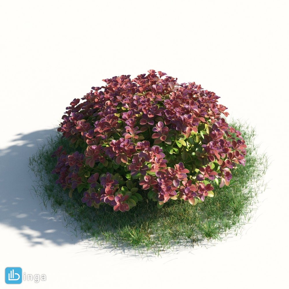 گیاهان باغی