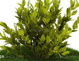 درختچه باغی بهاری