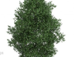 درخت کاج