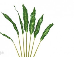 گلدان + گل های طبیعی