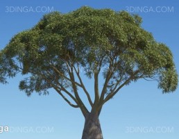 درختان مختص استرالیا و اقیانوسیه