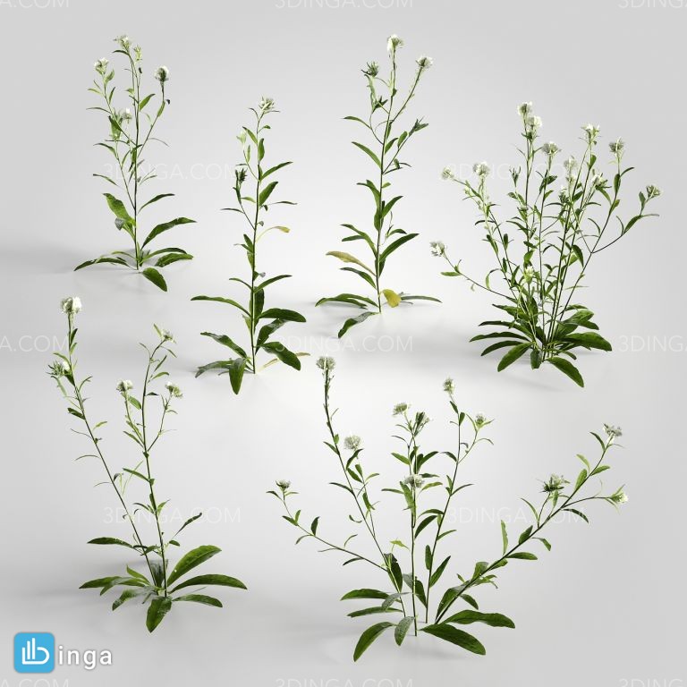گیاهان طبیعی باغ