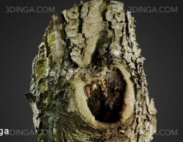قارچ بر روی تنه درختی