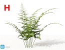 گل های آپارتمانی