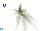 گل های آپارتمانی