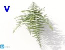 گل های آپارتمانی