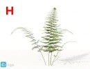 گل های آپارتمانی