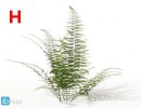 گل های آپارتمانی