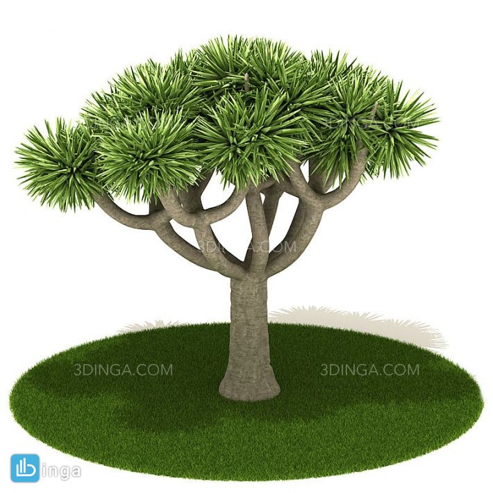 درخت نخل ساحلی