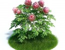 گل صدتومانی