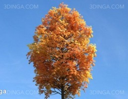 درخت در فصل پاییز
