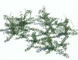گیاه کنولولوس