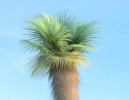 درخت Washingtonia_filifera