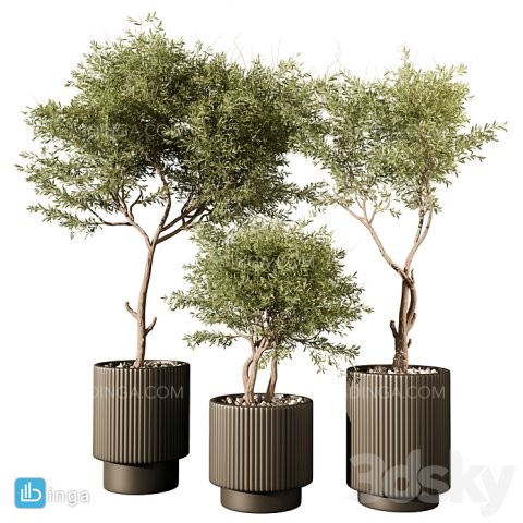درختچه‌ی زیتون در گلدان