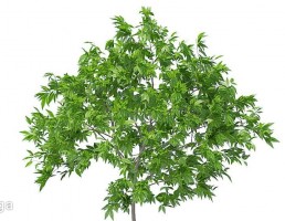 درخت گیلاس