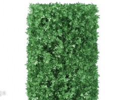 درختچه های پارکی