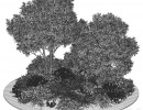 درختچه با گیاهان