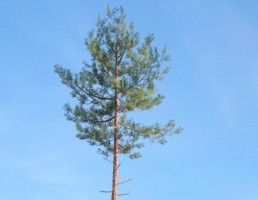 درخت Pine