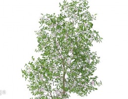 شکوفه درختان