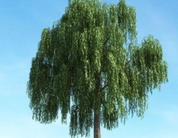 درخت بید مجنون