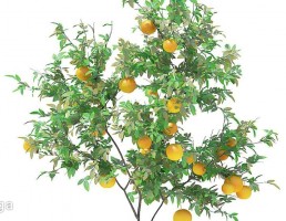 درخت پرتغال