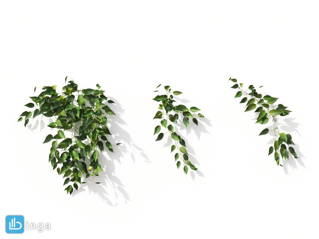 گل های آپارتمانی