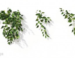 گل های آپارتمانی