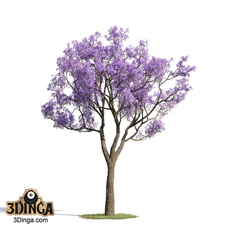 درخت Jacaranda mimosifolia
