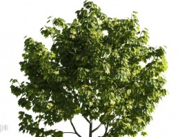درخت پهن برگ