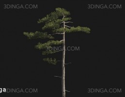 درخت Pinus taiwanensis