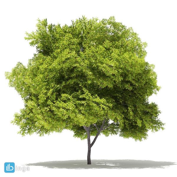 درخت افرا ژاپنی