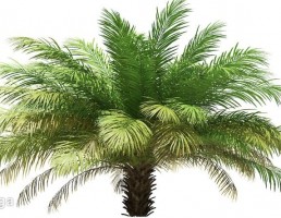 درخت نخل