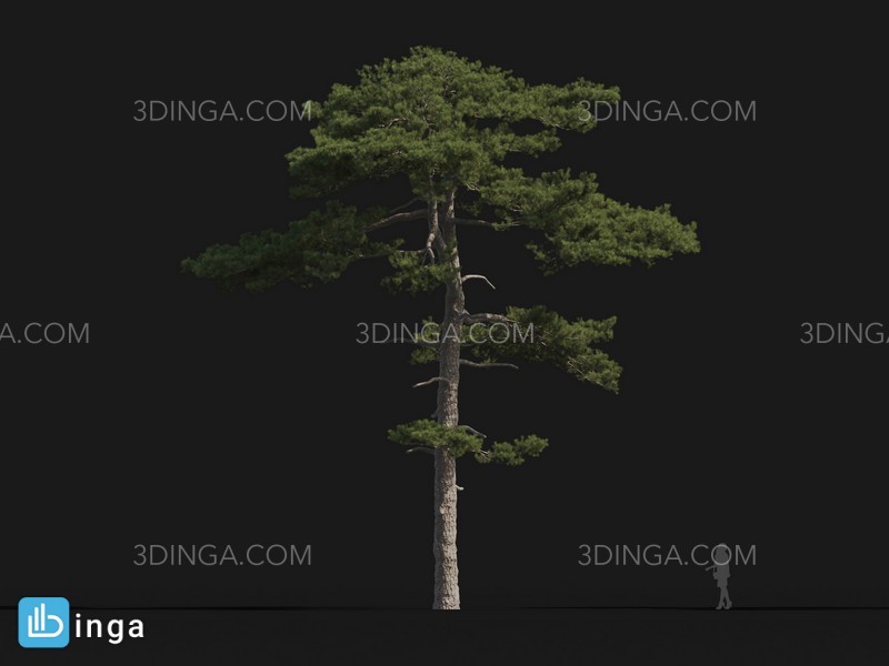 درخت Pinus taiwanensis