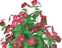 گلهای زینتی