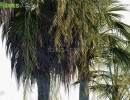 انواع درختان نخل