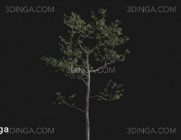 درخت Pinus elliottii