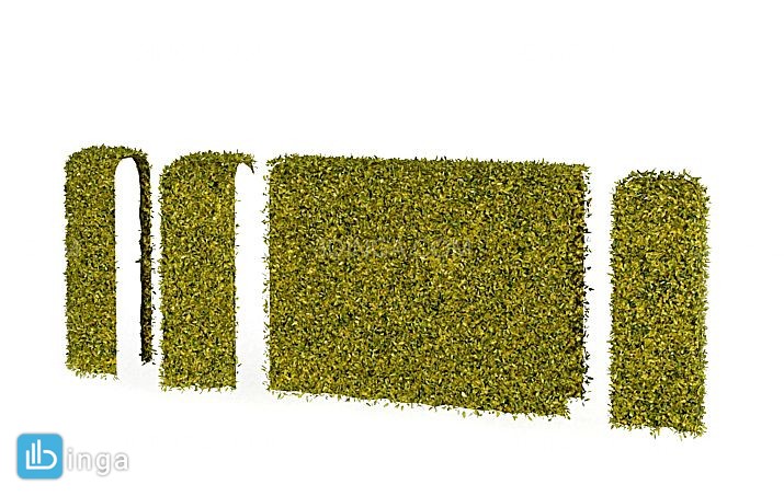 حصار گیاهی پارک