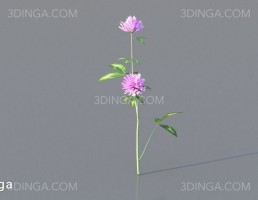 بوته گل اروپایی و آمریکای شمالی