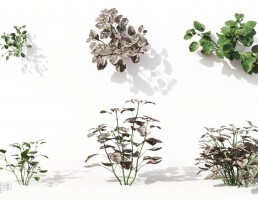 گل های آپارتمانی