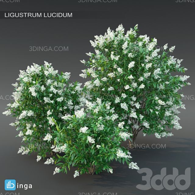 بوته گل Ligustrum