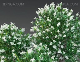 بوته گل Ligustrum