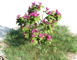 گل Bougnevilla