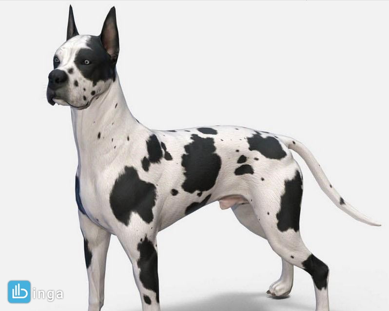 سگ Great Dane 3D Model