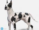 سگ Great Dane 3D Model