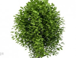 درختان باغی