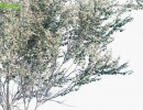 درختان باغی